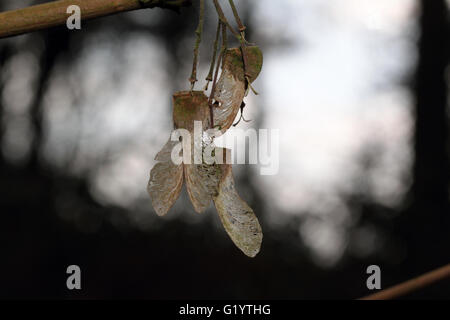 Acero tasti semi samaras elicotteri Foto Stock