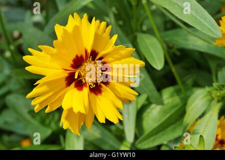 Coreopsis giallo fiore con un centro scuro Foto Stock