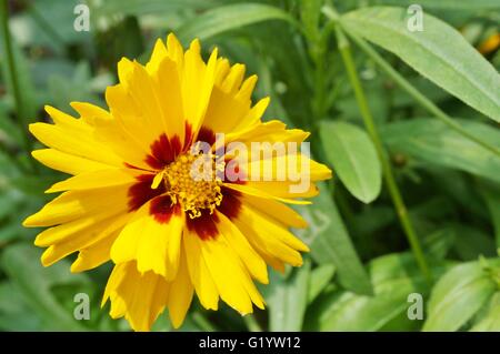 Coreopsis giallo fiore con un centro scuro Foto Stock