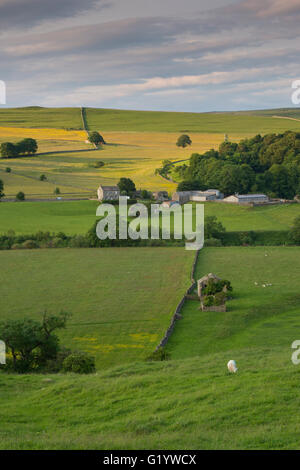 Vista sulla collina farm e campi su una sera d'estate - Wharfe Valley vicino a Burnsall - Yorkshire Dales National Park, Inghilterra. Foto Stock