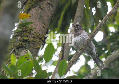 Perlacea-eyed thrasher (Margarops fuscatus) nella struttura ad albero, Foresta Pluviale di El Yunque, Puerto Rico Foto Stock