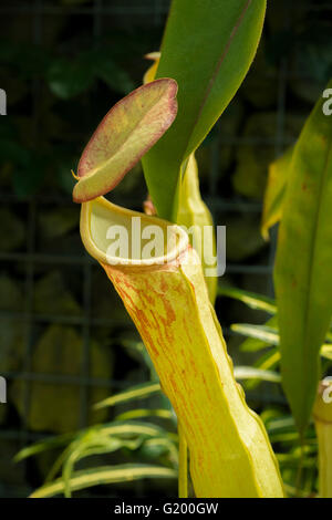 Nepenthes Nepenthacaea Foto Stock