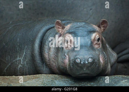 Ippopotamo (Hippopotamus amphibius) baby presso lo Zoo di Praga, Repubblica Ceca. Foto Stock