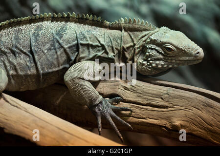 Rock cubano iguana (Cyclura nubila), noto anche come il suolo cubano iguana presso lo Zoo di Praga, Repubblica Ceca. Foto Stock