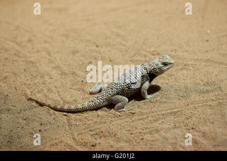 Deserto lucertola spinosa (Sceloporus magister) presso lo Zoo di Praga, Repubblica Ceca. Foto Stock