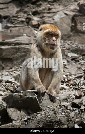 Barbary macaque (Macaca sylvanus), noto anche come il verme presso lo Zoo di Praga, Repubblica Ceca. Foto Stock