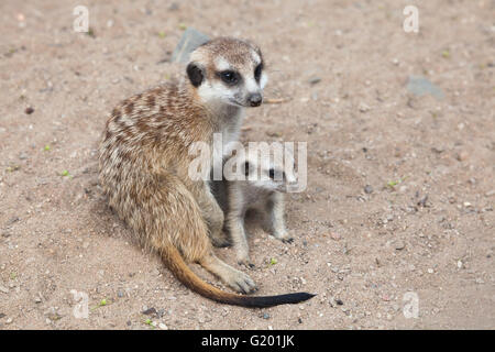 Meerkat (Suricata suricatta), noto anche come il suricate presso lo Zoo di Praga, Repubblica Ceca. Foto Stock