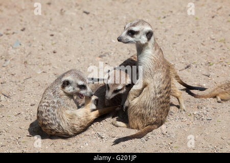 Meerkat (Suricata suricatta), noto anche come il suricate presso lo Zoo di Praga, Repubblica Ceca. Foto Stock