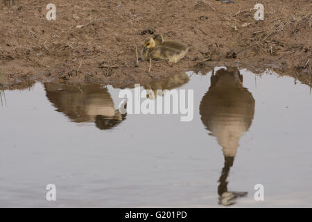 Canada Goose, (Branta canadensis), goslings essendo vegliato dai loro genitori. Bosque del Apache National Wildlife Refuge, NM Foto Stock