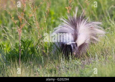 Skunk striato, (Mephitis mephitis), Bosque del Apache National Wildlife Refuge, nuovo Messico, Stati Uniti d'America. Foto Stock