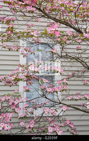 Pink dogwood tree branch flowers in front of a close up vintage colonial house window, Cranbury, New Jersey, NJ, USA quartz rose pastel flowering tree Foto Stock