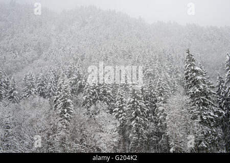 Paesaggio Innevato in Engelberg sulle Alpi Svizzere Foto Stock