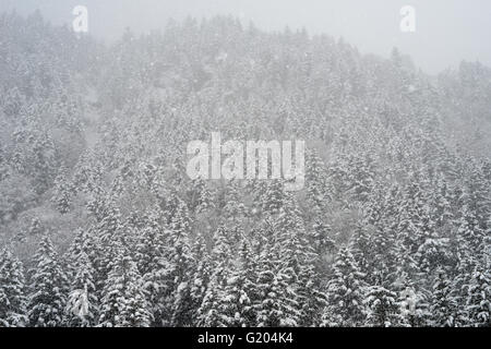 Paesaggio Innevato in Engelberg sulle Alpi Svizzere Foto Stock