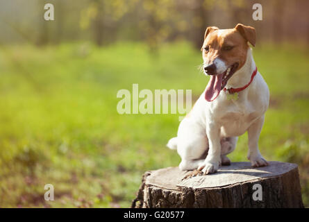 Little Jack Russell puppy in green park. Carino piccolo cane domestico, un buon amico di famiglia e bambini. Gentile e giocoso razza canina Foto Stock