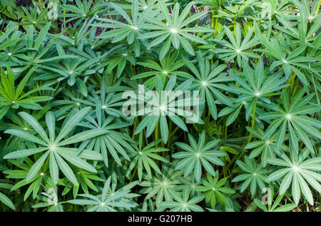 Big-lasciava di lupino (Lupinus polyphyllus) Foto Stock