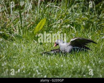 Gallinelle d'acqua a lottare per la morte in banca erbosa di stagno Foto Stock