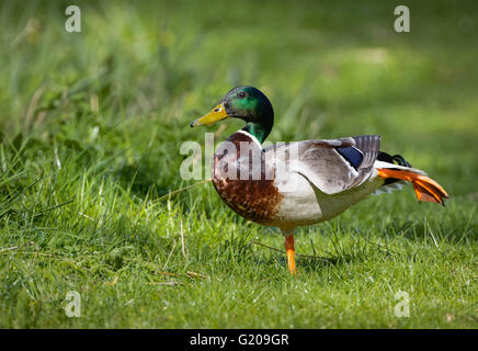 Maschio di Mallard duck pratica di balletto e stare in piedi su una gamba sola, stretching. Foto Stock