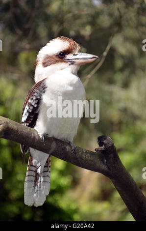 Australian Kookaburra appollaiato su un ramo Foto Stock