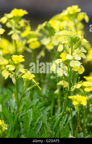 Chiusura del giallo limone I fiori del perenne alpine violaciocca, Erysimum "Giubileo d'Oro" Foto Stock