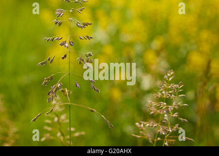 Erbe di fioritura in primavera, Lancaster County, Pennsylvania, STATI UNITI D'AMERICA Foto Stock