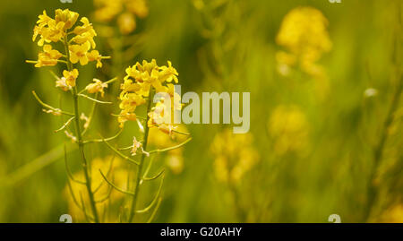 Erbe di fioritura in primavera, Lancaster County, Pennsylvania, STATI UNITI D'AMERICA Foto Stock