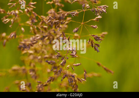 Erbe di fioritura in primavera, Lancaster County, Pennsylvania, STATI UNITI D'AMERICA Foto Stock