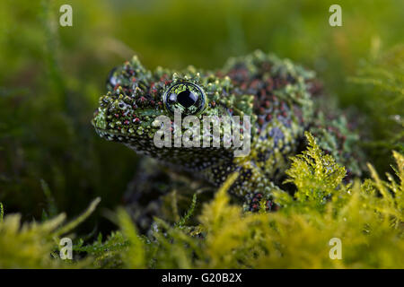 Vietnamita rana di muschio (Theloderma corticale) Foto Stock
