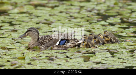 Femmina con giorno vecchio anatroccoli, nuoto strettamente affastellati dietro di loro madre, tra le frange ninfee fogliame. Washington, Foto Stock