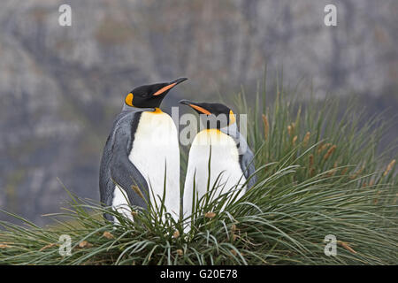 King Penguins Aptenodytes patagonicus Porto Oro Georgia del Sud Foto Stock