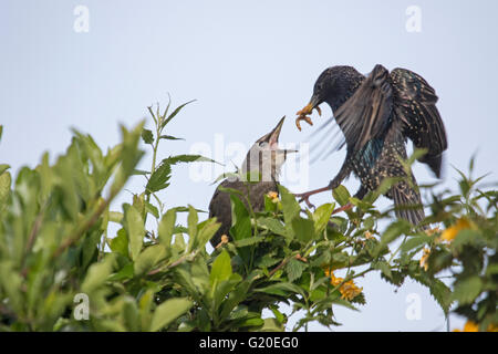 Unione Starling (Sturnidae) alimentazione di un bambino con pasto worm in un giardino, England, Regno Unito Foto Stock