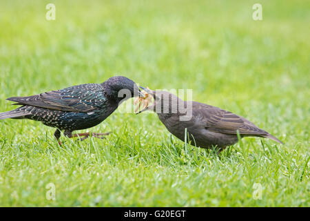 Unione Starling (Sturnidae) alimentazione di un bambino con pasto worm in un giardino, England, Regno Unito Foto Stock