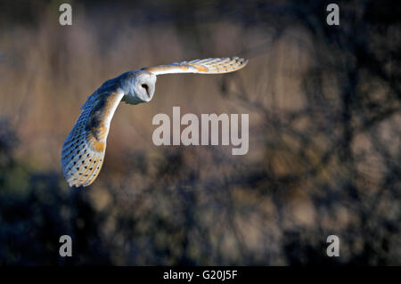 Barbagianni Tyto alba invernale di Norfolk Foto Stock