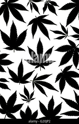 La Cannabis sativa foglie su sfondo bianco. In bianco e nero Foto Stock