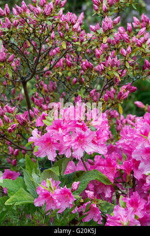 Rhododendron kaempferi mimi fioritura in maggio. Azalea nana 'Mimi" Foto Stock