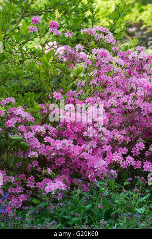 Rhododendron "Pamela miglia'. Azalea " Pamela miglia' fioritura in maggio Foto Stock