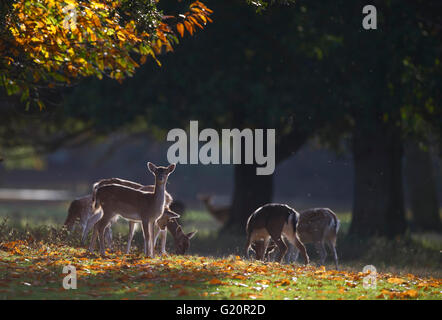 Daini Cervus dama Holkham Norfolk autunno Foto Stock