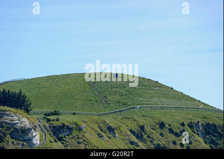 Sito recintato della neonata Hutton Berta minore della colonia su Kaikoura Peninsula, Kaikoura, Isola del Sud della Nuova Zelanda Foto Stock