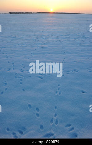 Brown lepre Lepus europaeus Orme nella neve attraverso il campo dei seminativi invernali di Norfolk Foto Stock