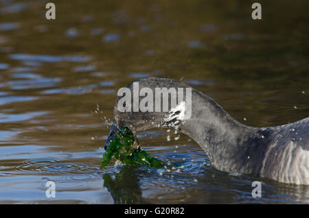 Brent oche Branta bernicla North Norfolk inverno Foto Stock