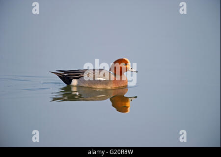 Wigeon Anas penelope maschio Cambridgeshire Fens Marzo Foto Stock