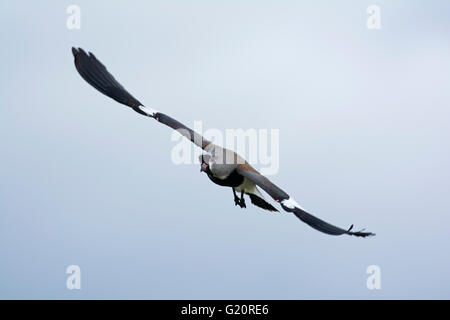 Southern Pavoncella Vanellus chilensis Torrel del Paine National Park in Patagonia Cile Foto Stock