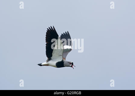 Southern Pavoncella Vanellus chilensis Torrel del Paine National Park in Patagonia Cile Foto Stock