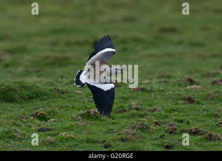 Southern Pavoncella Vanellus chilensis Torrel del Paine National Park in Patagonia Cile Foto Stock