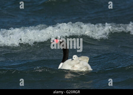 Nero a collo di cigno (Cygnus melancoryphus) con cygnets Patagonia Cile Foto Stock