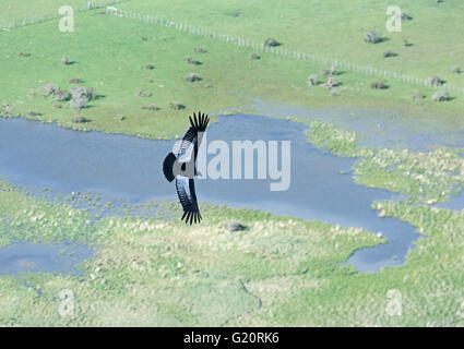 Condor andino (Vultur gryphus) Torres del Paine Patagonia Cile Foto Stock