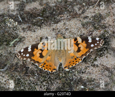 Dipinto di Lady Butterfly Vanessa cardui Cley Norfolk estate Foto Stock