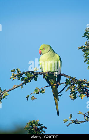 Anello di colli di parrocchetto Psittacula krameri a Richmond Park London Foto Stock