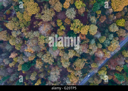 Colore di autunno, legno Thursford Norfolk Wildlife Trust Reserve North Norfolk. Thursford è un antico bosco con alcune querce tho Foto Stock