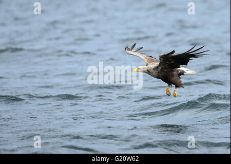Aquila di mare a coda bianca in volo per catturare un pesce dall'acqua, Loch na Keal, Isola di Mull, Scozia Foto Stock