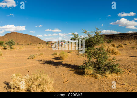 Albero nel deserto del Sahara Foto Stock